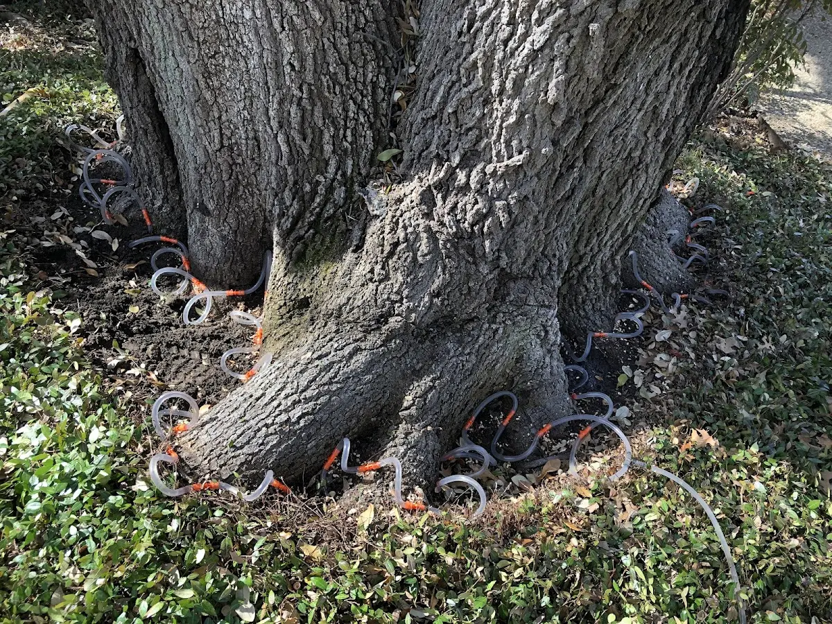 Detailed Tree Cabling and Bracing job site in Heron Lake