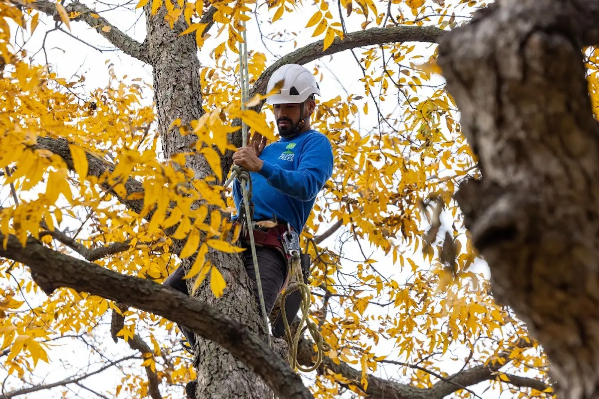 Skilled Storm Damage Cleanup crew working in Heron Lake