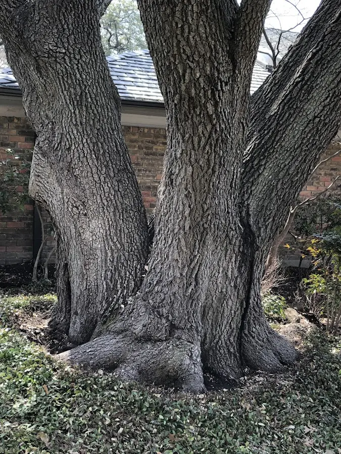 Mature heritage tree close to a Heron Lake property cared for by certified arborists